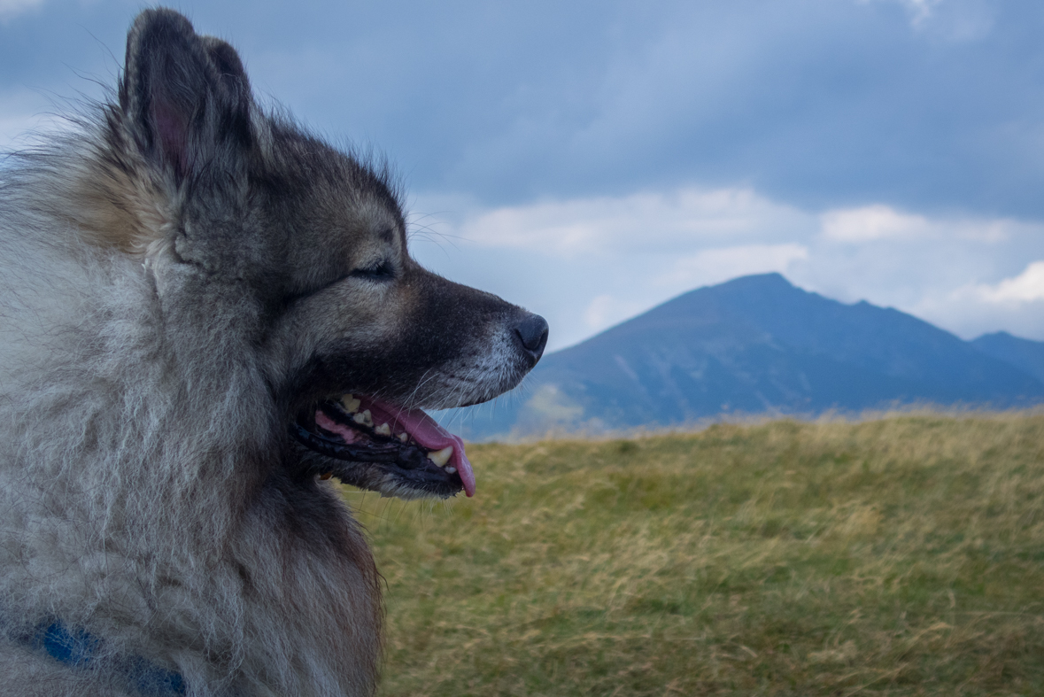 Zo Štefáničky cez Rovnú hoľu do Nižnej Boce (Nízke Tatry)