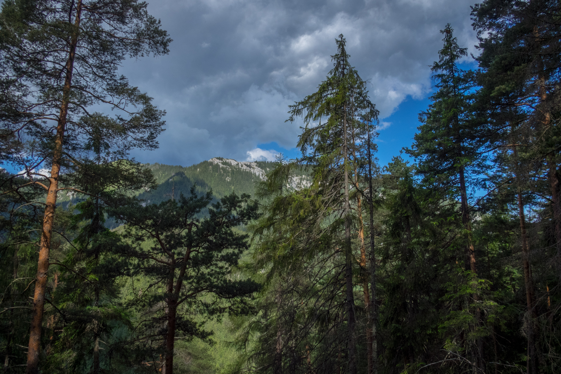 cez Krakovu hoľu do Iľanova (Nízke Tatry)