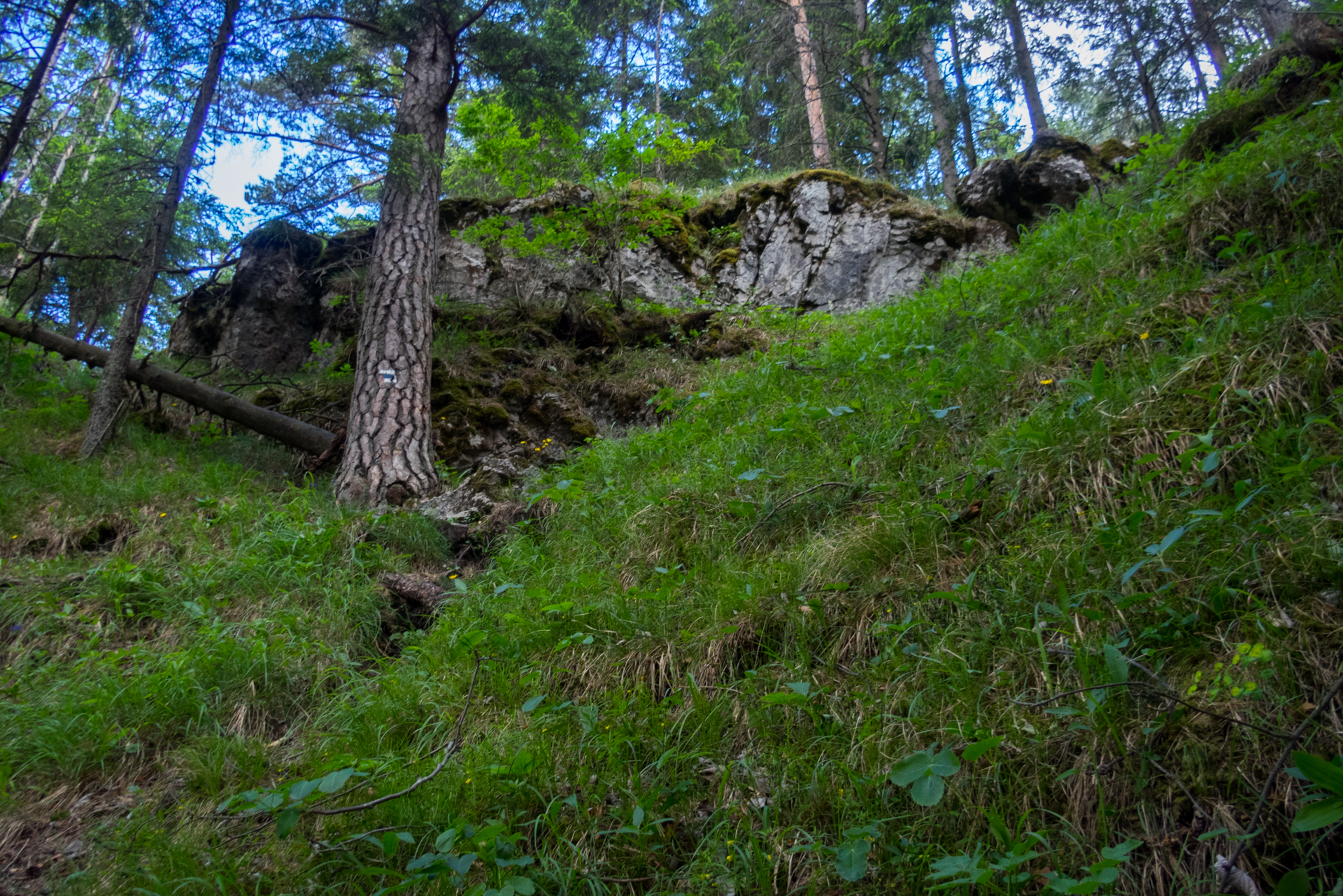 cez Krakovu hoľu do Iľanova (Nízke Tatry)