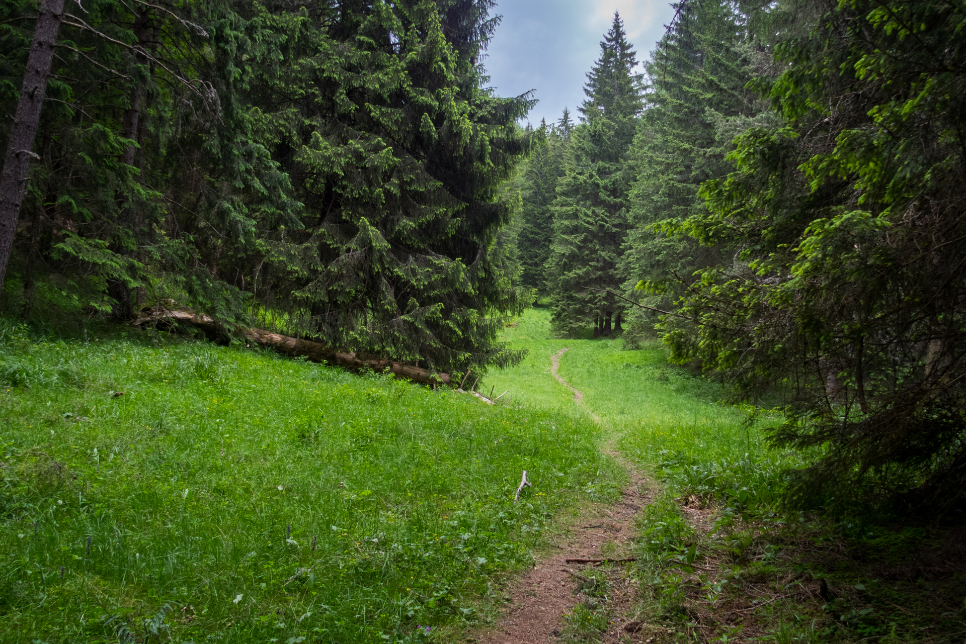 cez Krakovu hoľu do Iľanova (Nízke Tatry)