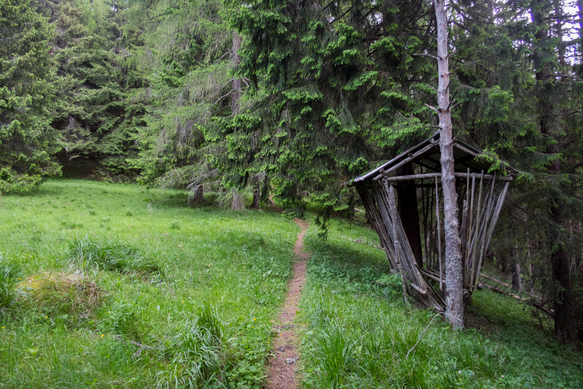 cez Krakovu hoľu do Iľanova (Nízke Tatry)