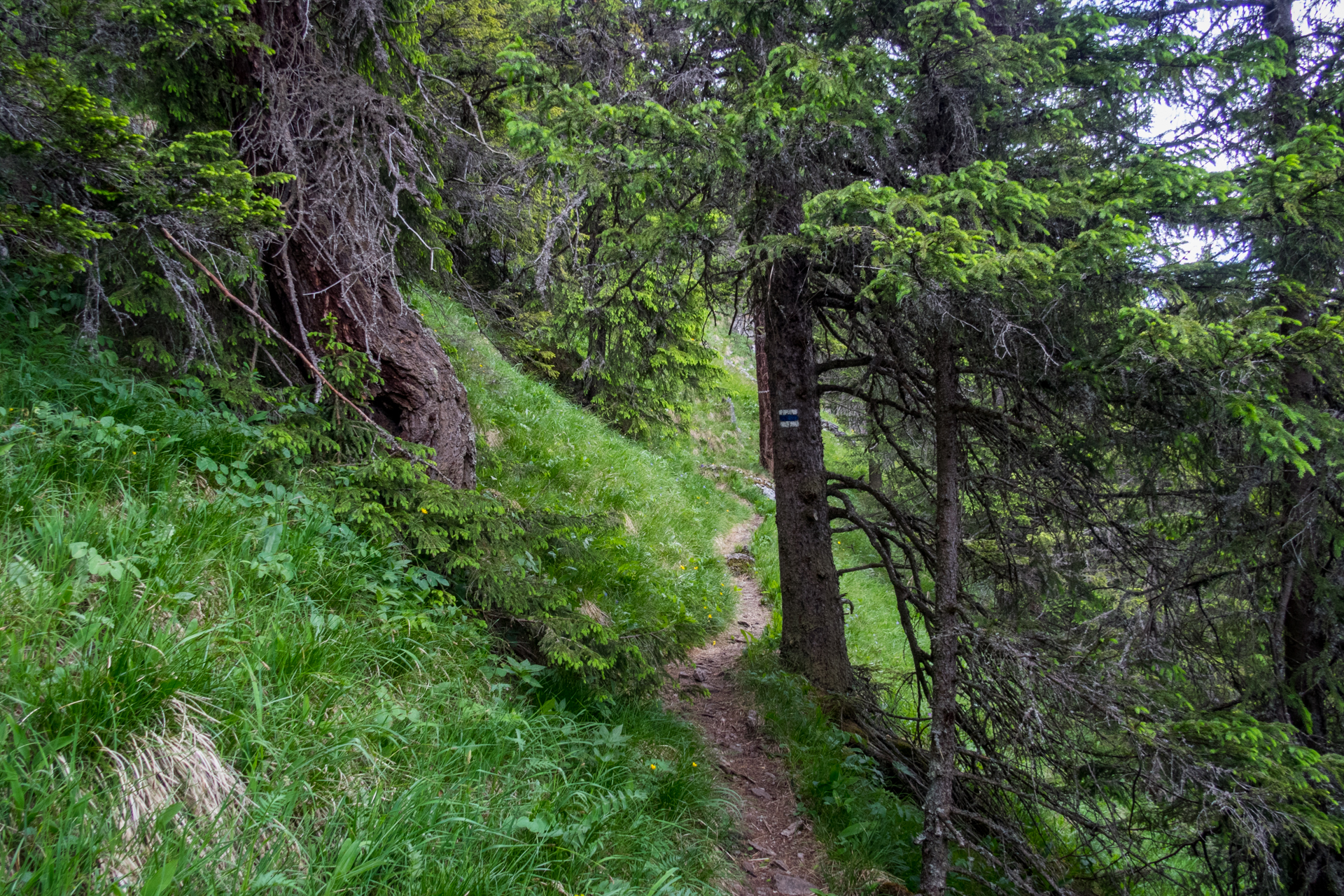 cez Krakovu hoľu do Iľanova (Nízke Tatry)