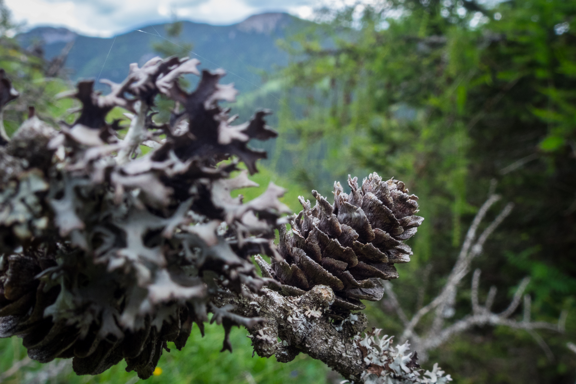 cez Krakovu hoľu do Iľanova (Nízke Tatry)