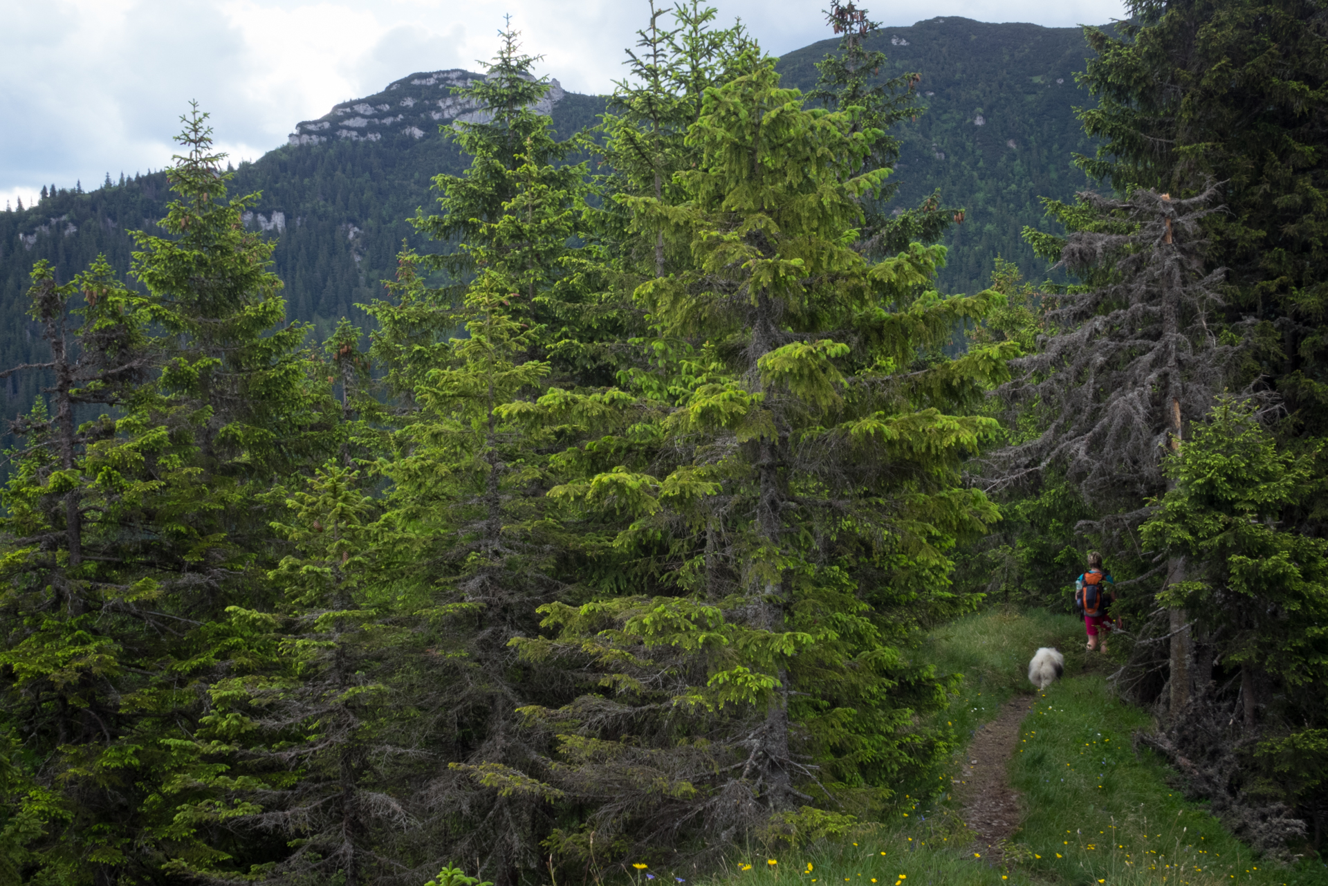 cez Krakovu hoľu do Iľanova (Nízke Tatry)