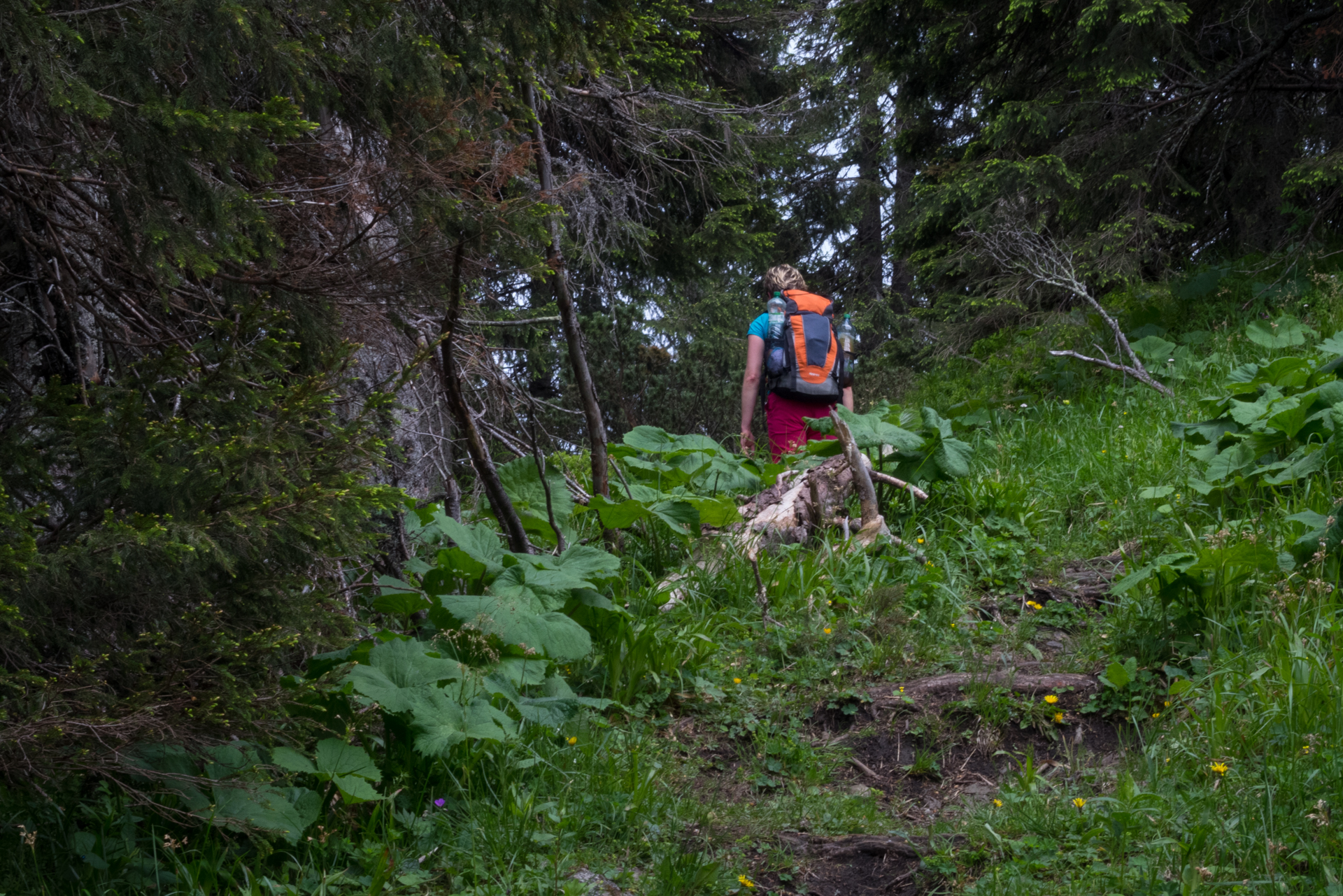 cez Krakovu hoľu do Iľanova (Nízke Tatry)