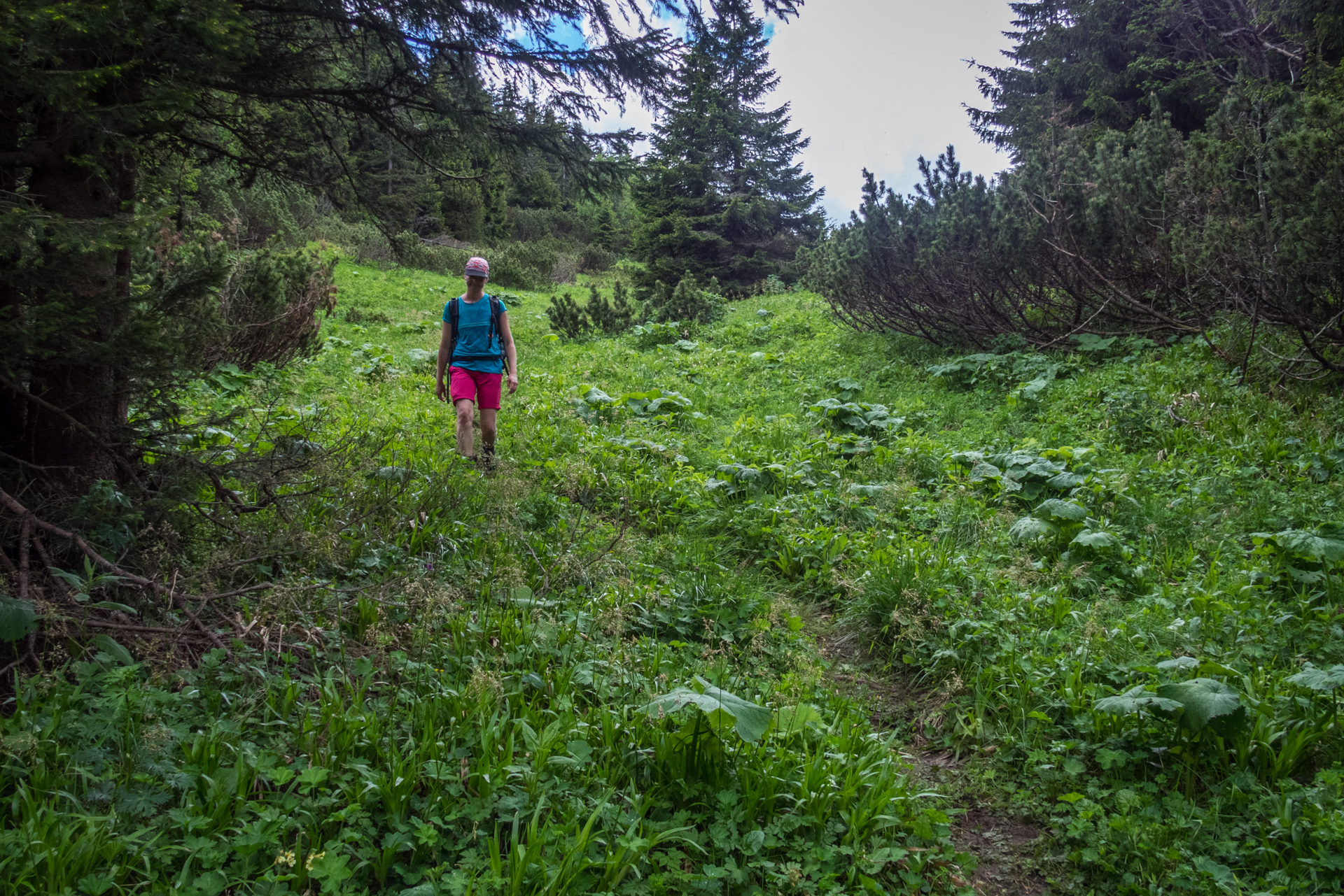 cez Krakovu hoľu do Iľanova (Nízke Tatry)