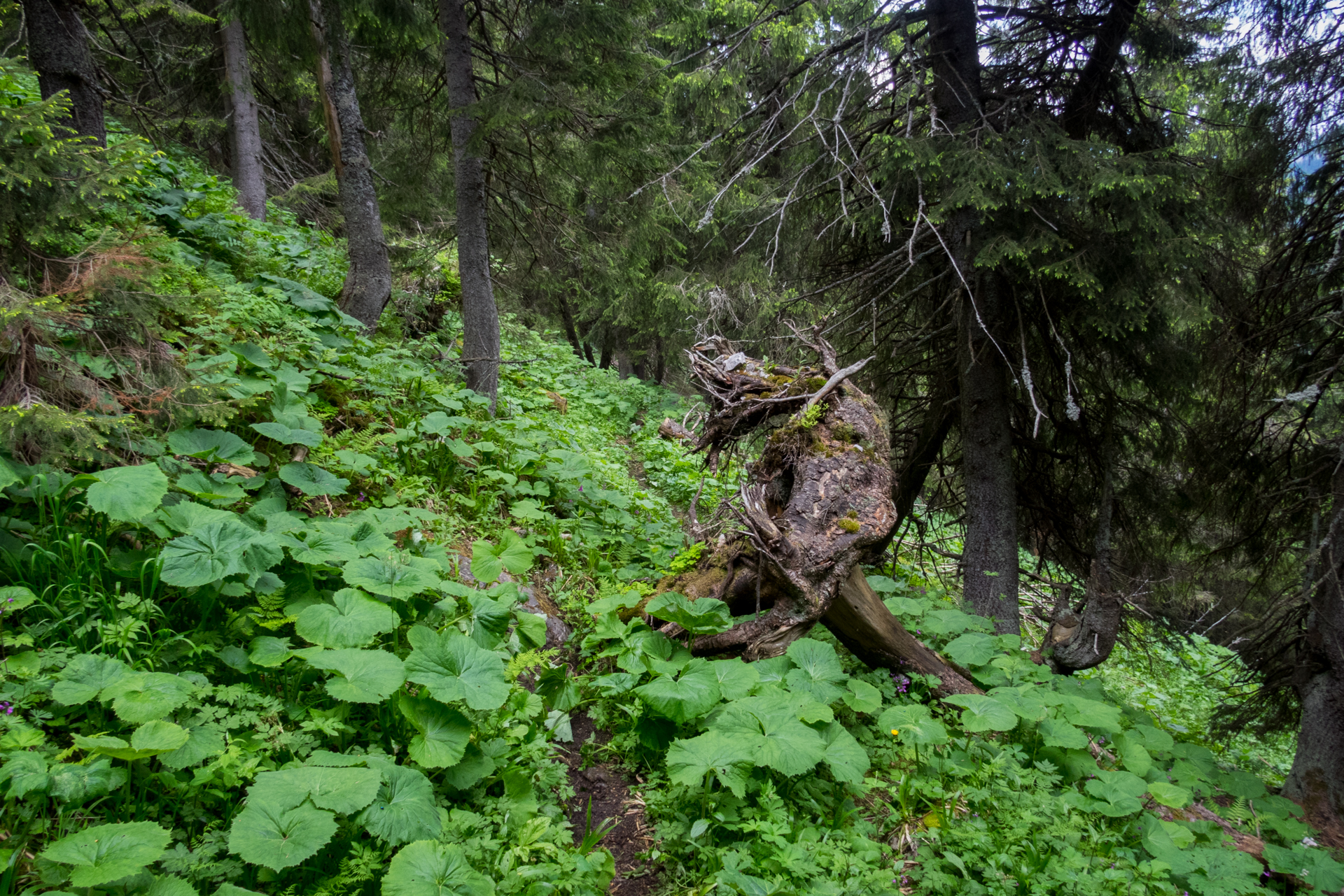 cez Krakovu hoľu do Iľanova (Nízke Tatry)