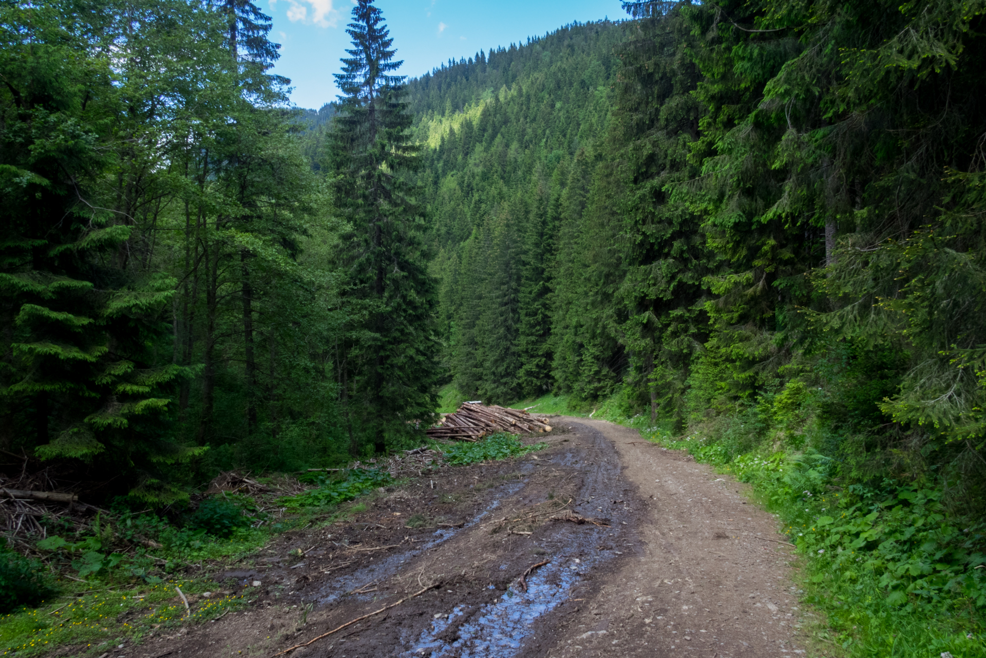 cez Krakovu hoľu do Iľanova (Nízke Tatry)