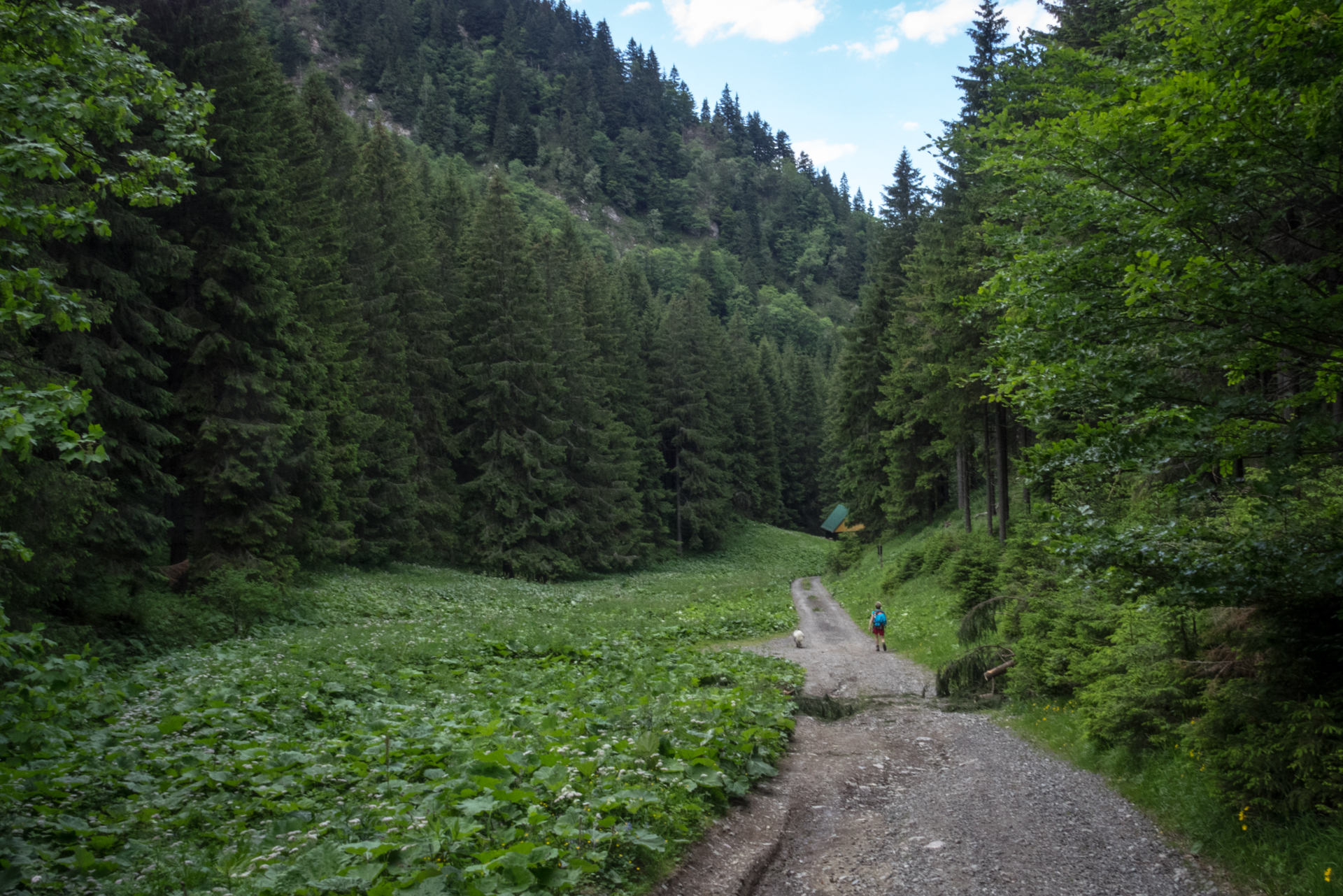 cez Krakovu hoľu do Iľanova (Nízke Tatry)