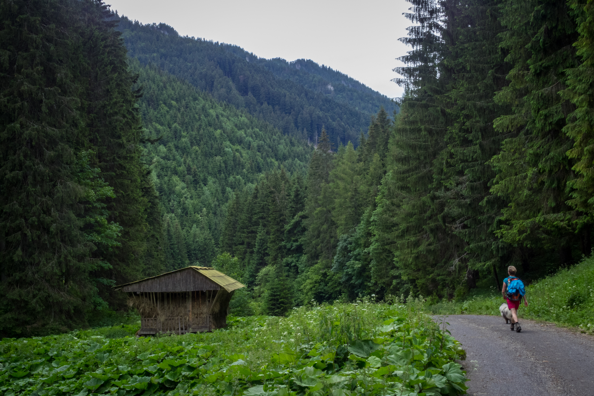 cez Krakovu hoľu do Iľanova (Nízke Tatry)