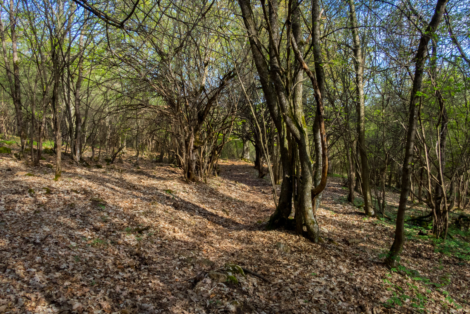 Dievčenská skala a Silická ľadnica skratkami Silickej planiny (Slovenský kras)