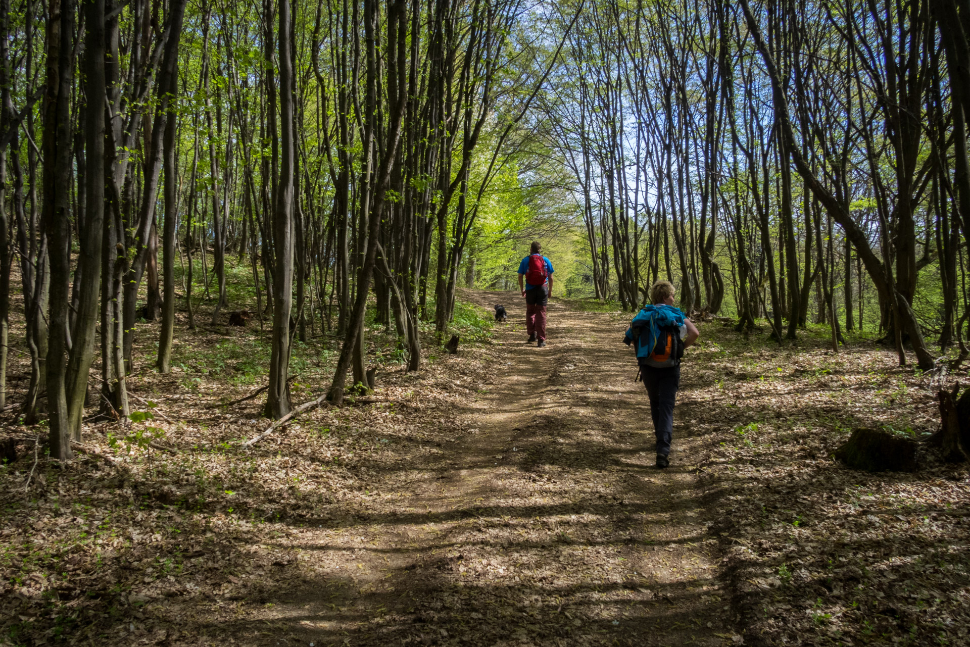 Dievčenská skala a Silická ľadnica skratkami Silickej planiny (Slovenský kras)