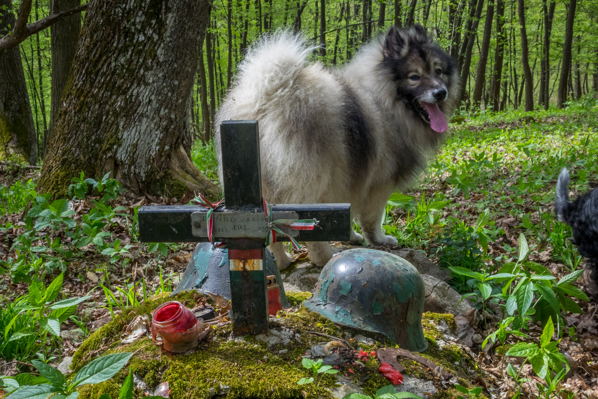 Dievčenská skala a Silická ľadnica skratkami Silickej planiny (Slovenský kras)