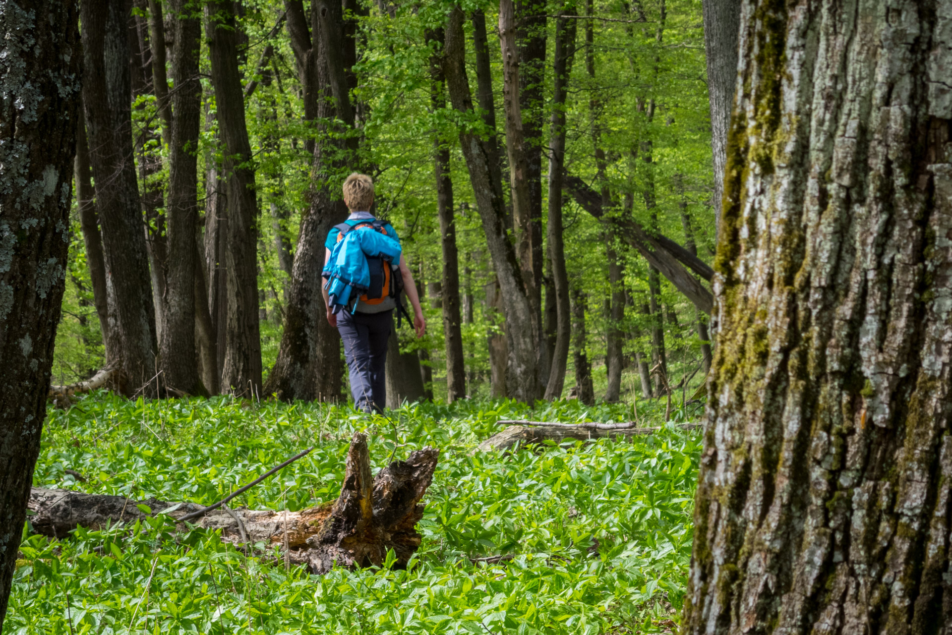 Dievčenská skala a Silická ľadnica skratkami Silickej planiny (Slovenský kras)