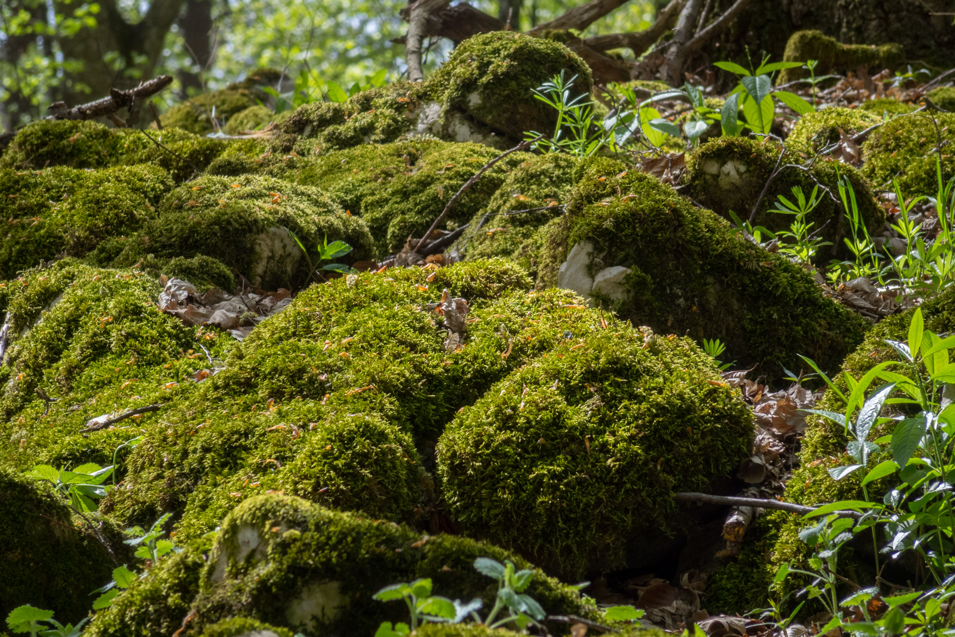 Dievčenská skala a Silická ľadnica skratkami Silickej planiny (Slovenský kras)