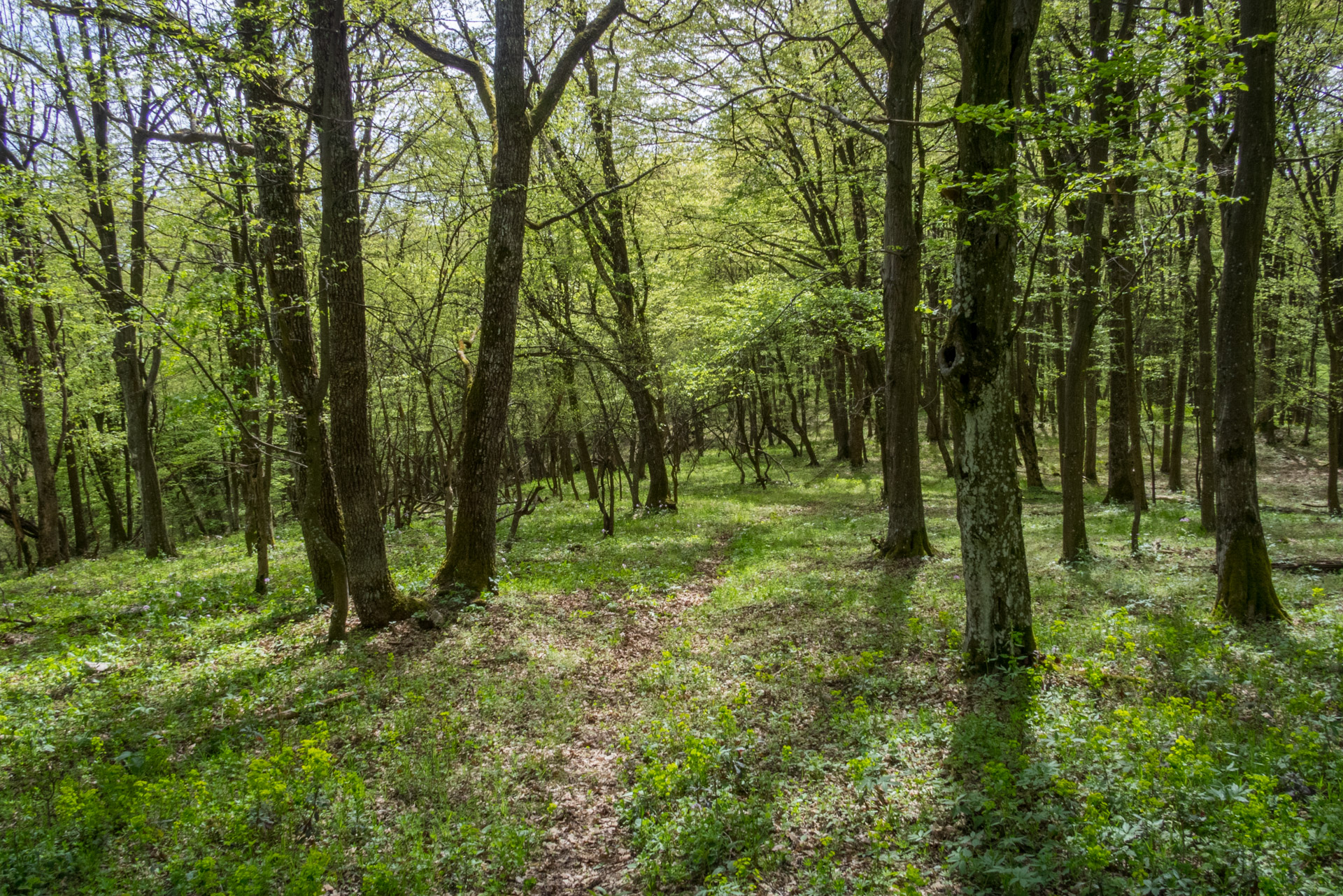 Dievčenská skala a Silická ľadnica skratkami Silickej planiny (Slovenský kras)