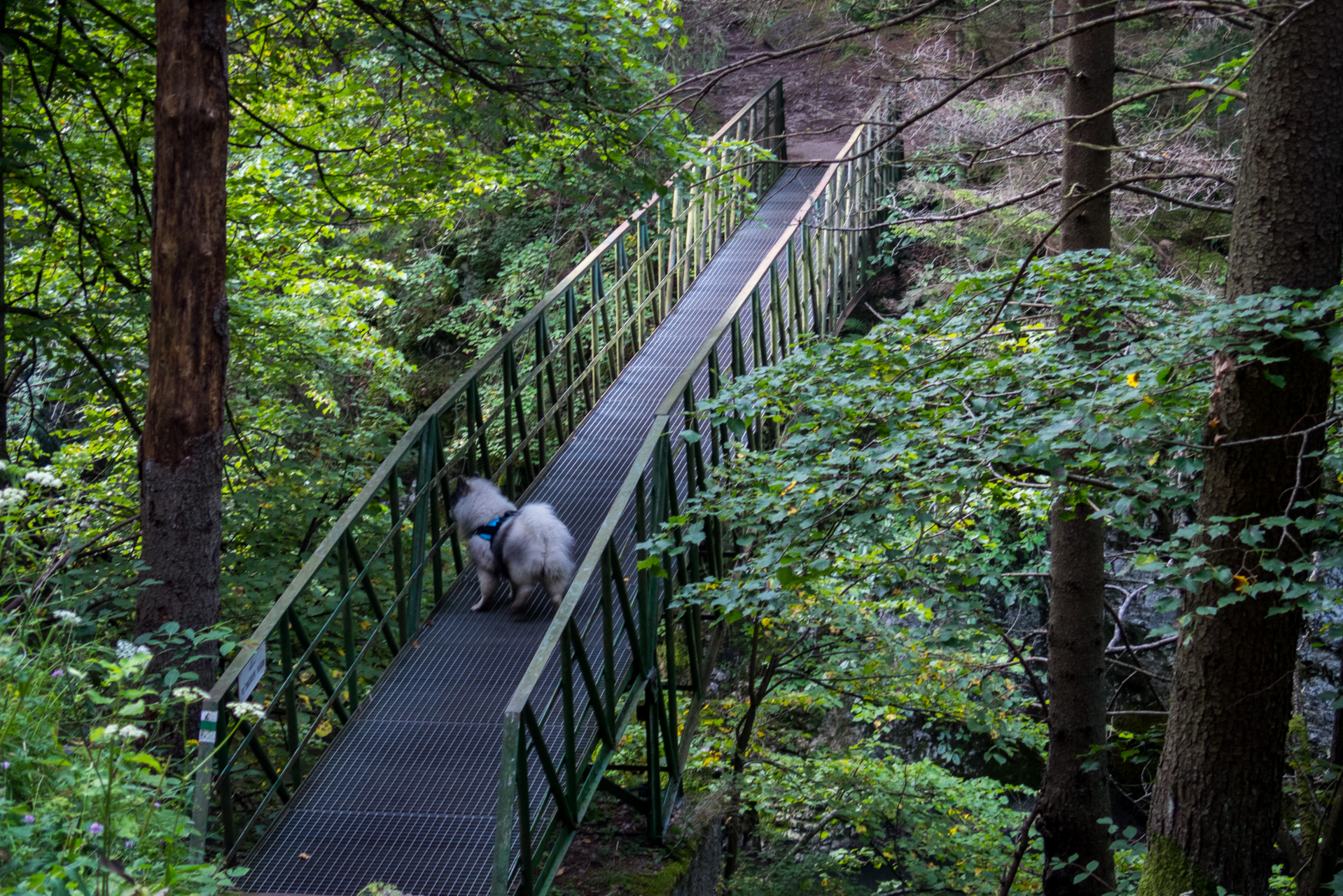 Ferrata HZS Kyseľ zo Spišských Tomášoviec (Slovenský raj)