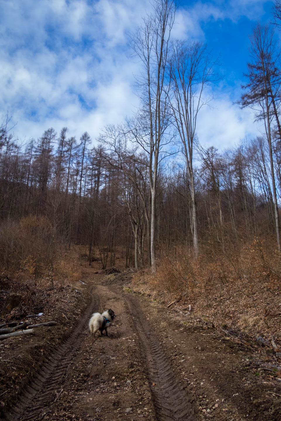 Folkmarská skala od ATC Touristclub (Volovské vrchy)