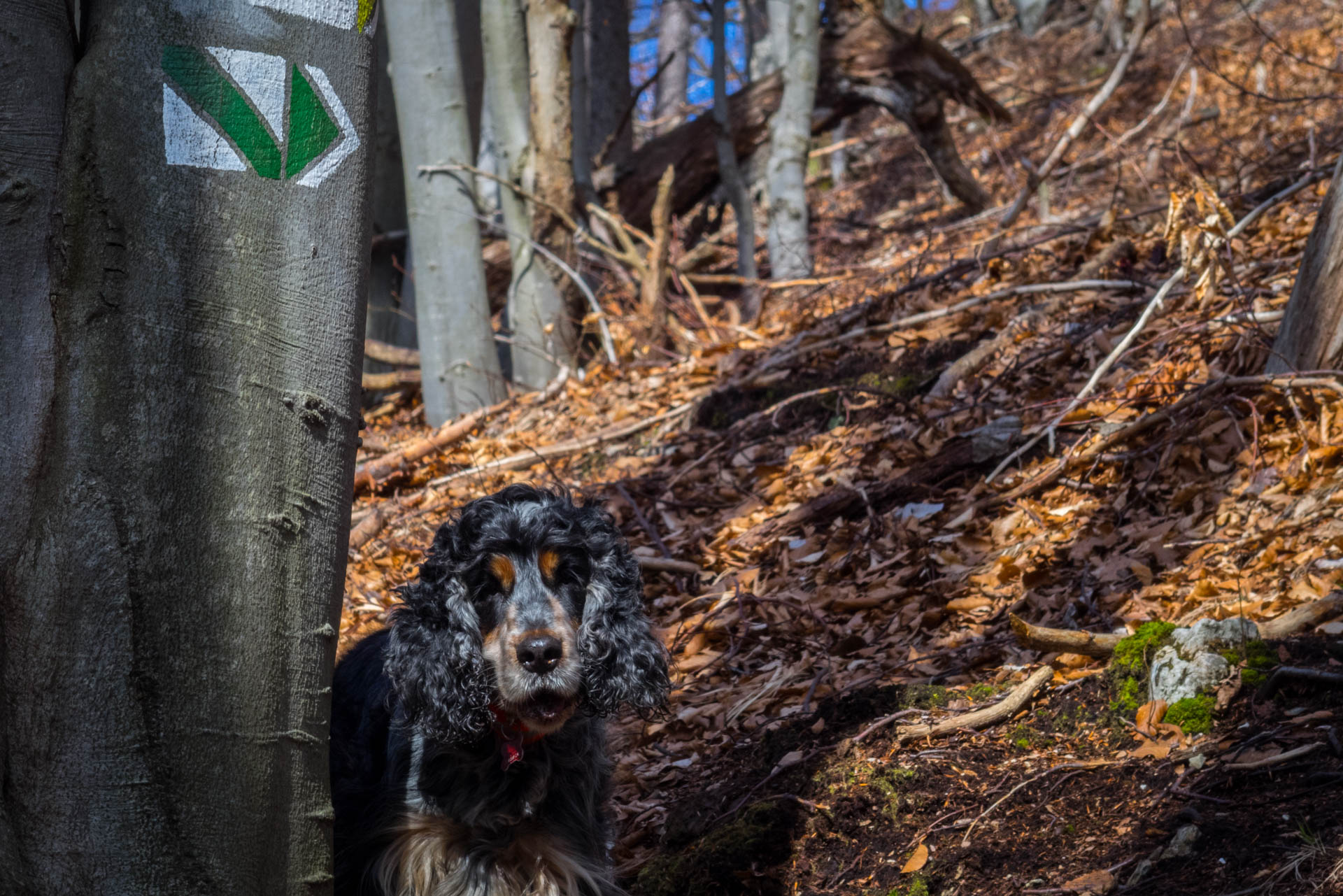 Folkmarská skala od ATC Touristclub (Volovské vrchy)