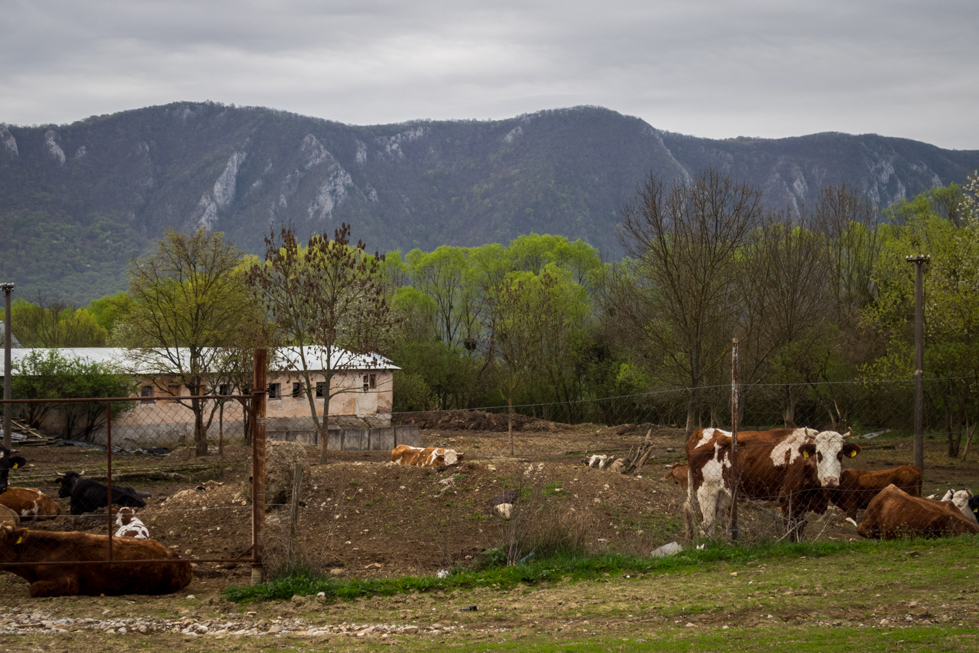 Gerlašská skala z Kružnej (Slovenský kras)