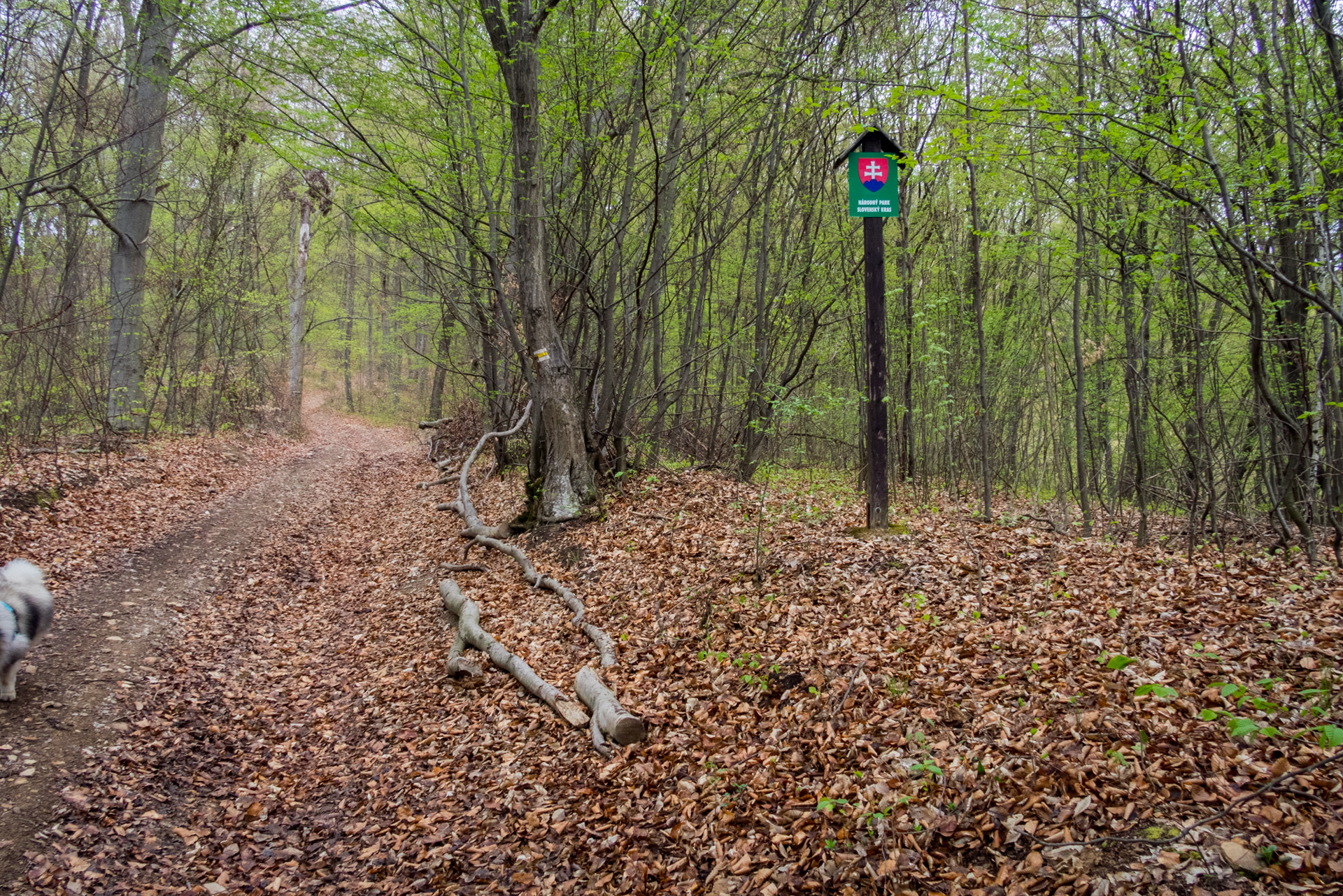 Gerlašská skala z Kružnej (Slovenský kras)