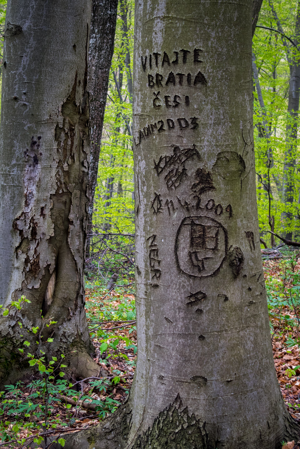 Gerlašská skala z Kružnej (Slovenský kras)