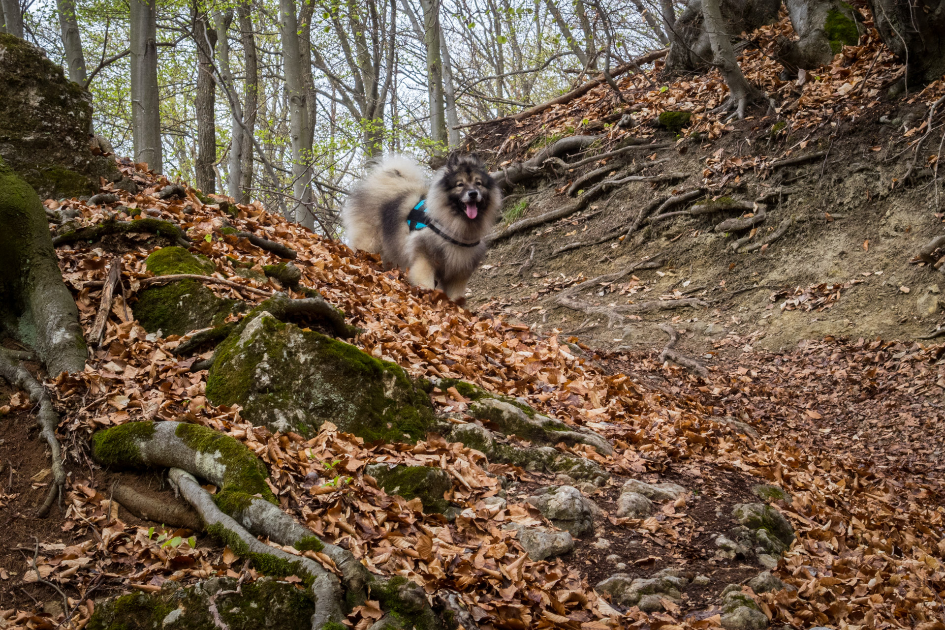 Gerlašská skala z Kružnej (Slovenský kras)