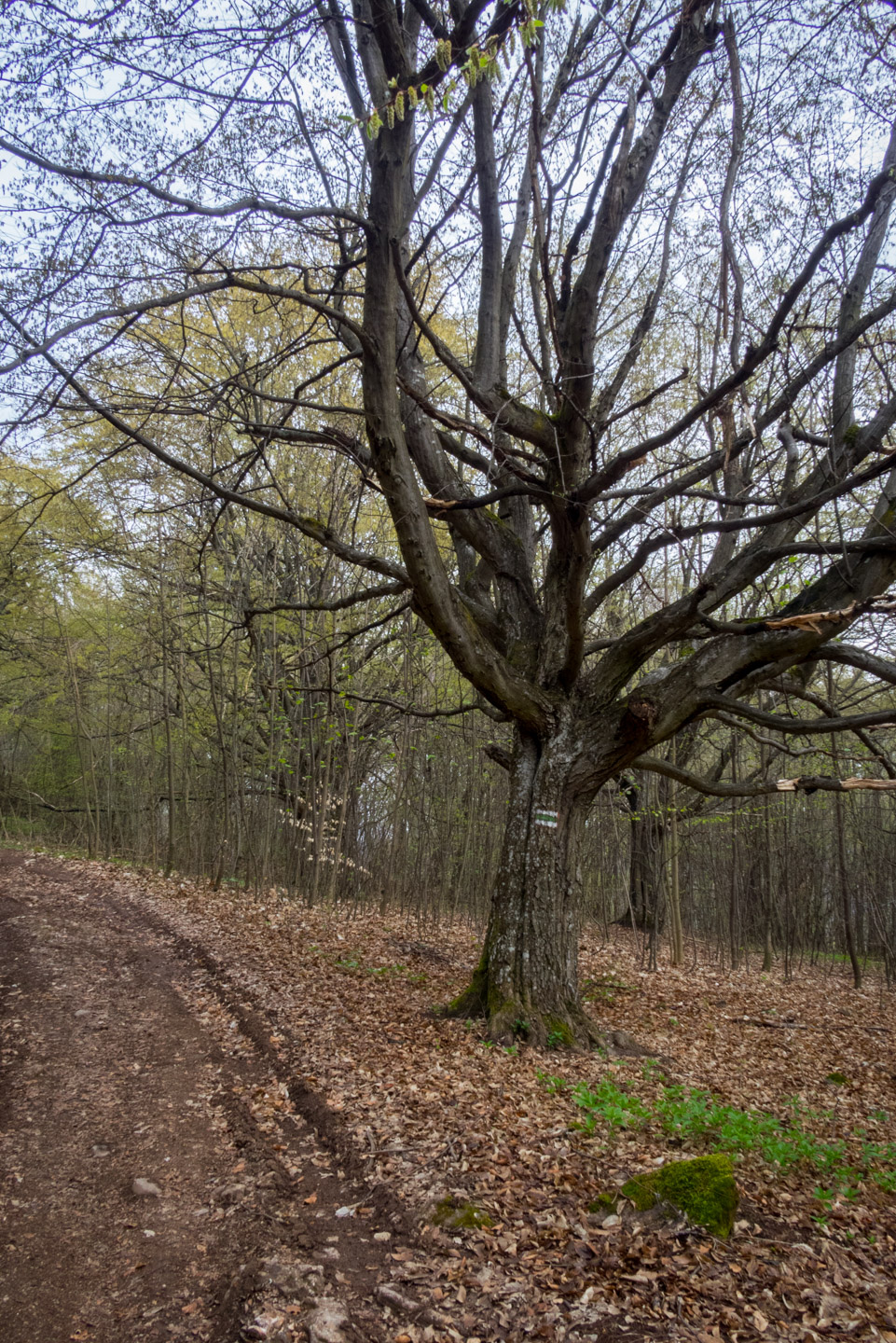 Gerlašská skala z Kružnej (Slovenský kras)