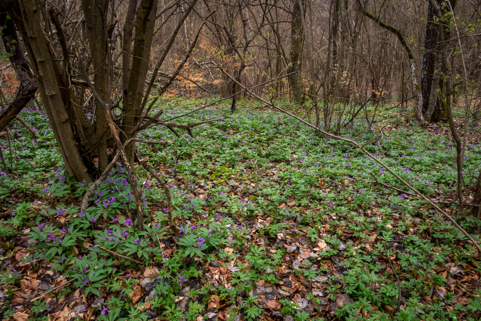 Gerlašská skala z Kružnej (Slovenský kras)