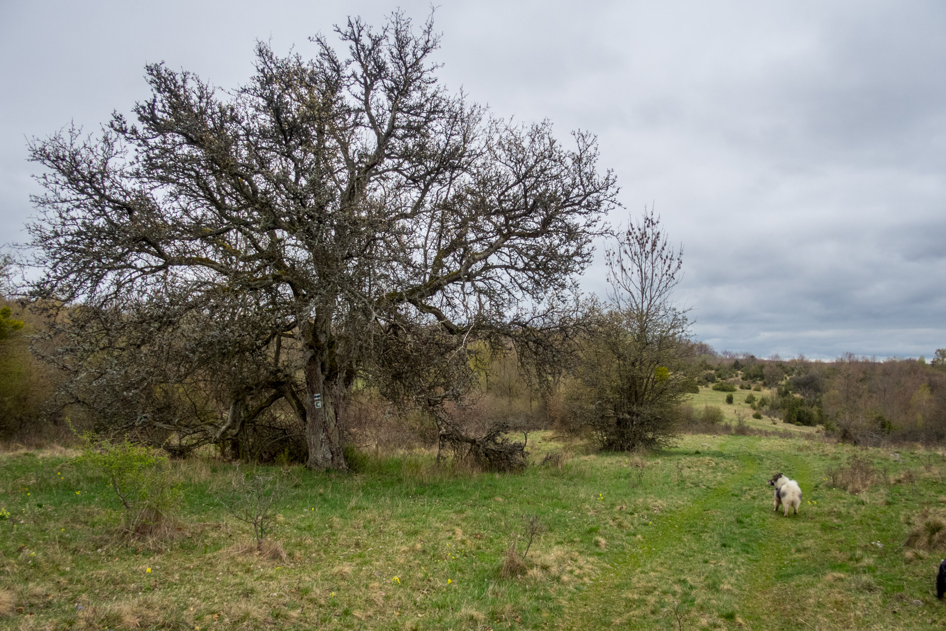 Gerlašská skala z Kružnej (Slovenský kras)