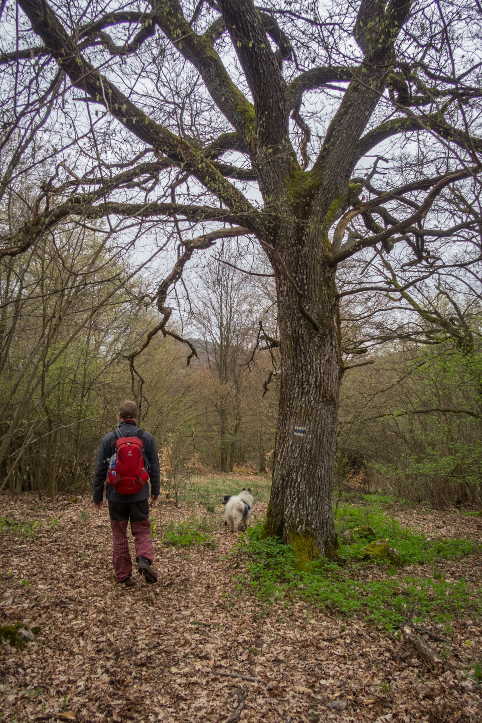 Gerlašská skala z Kružnej (Slovenský kras)