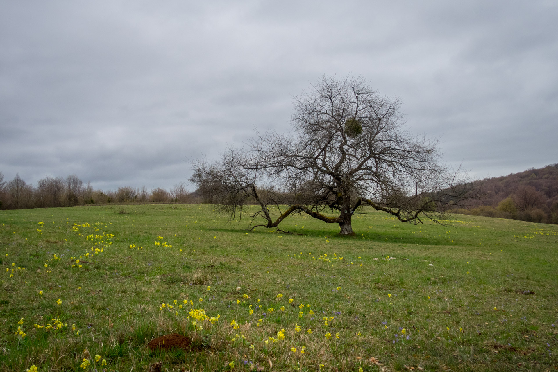 Gerlašská skala z Kružnej (Slovenský kras)