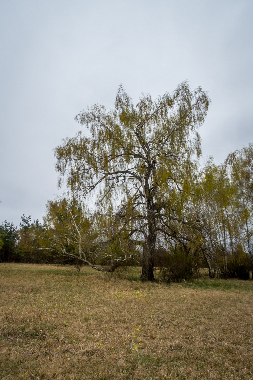 Gerlašská skala z Kružnej (Slovenský kras)