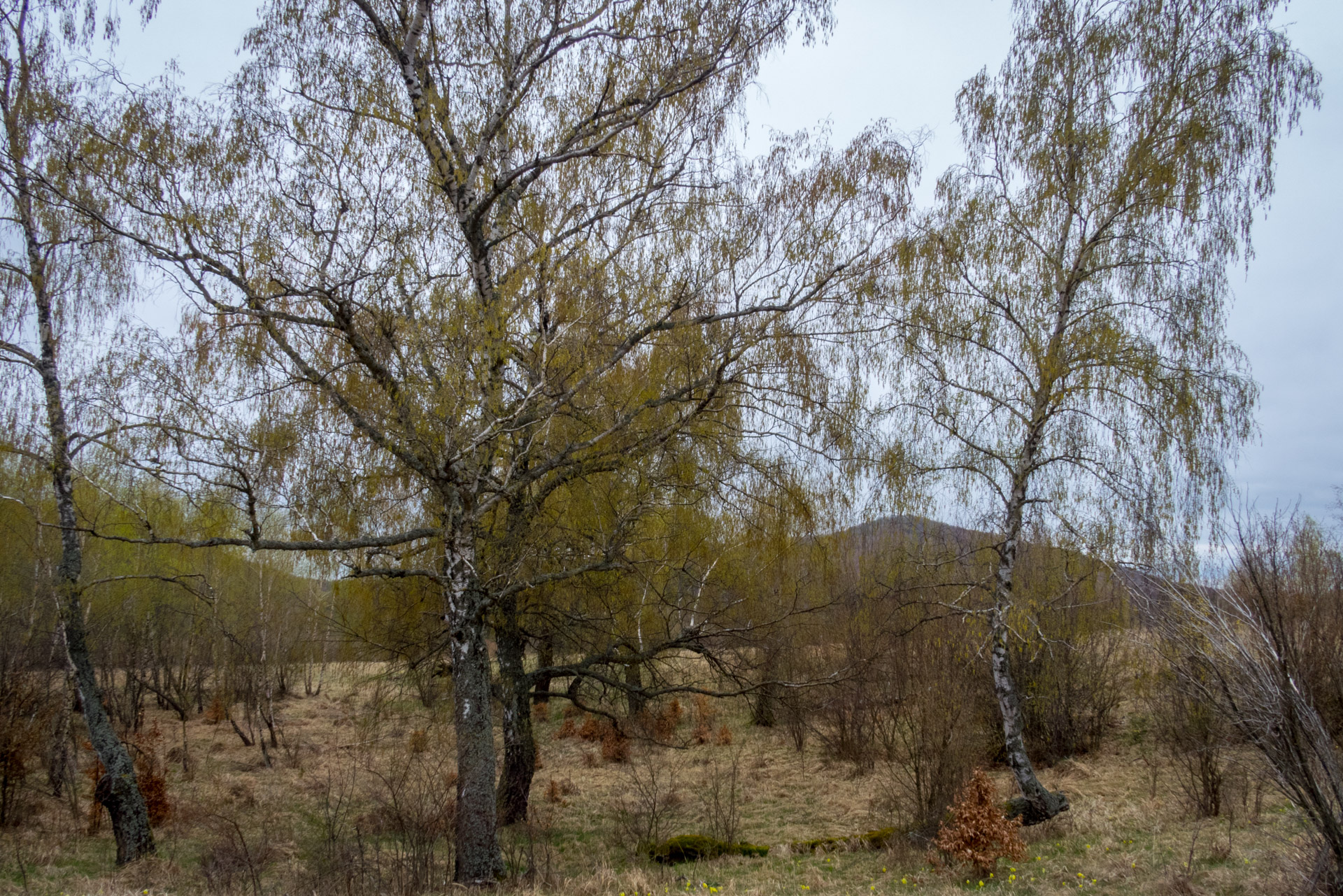 Gerlašská skala z Kružnej (Slovenský kras)