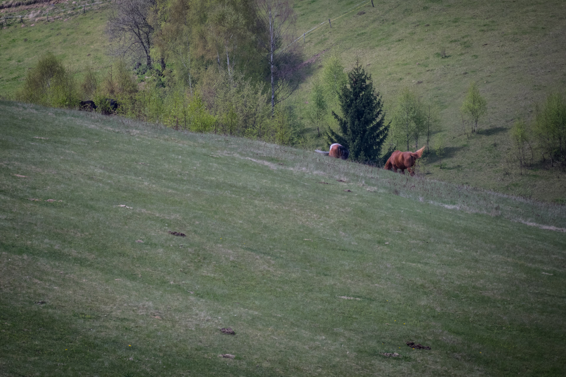 Hrebeňovka Slovenského Rudohoria (1. deň) (Veporské vrchy)