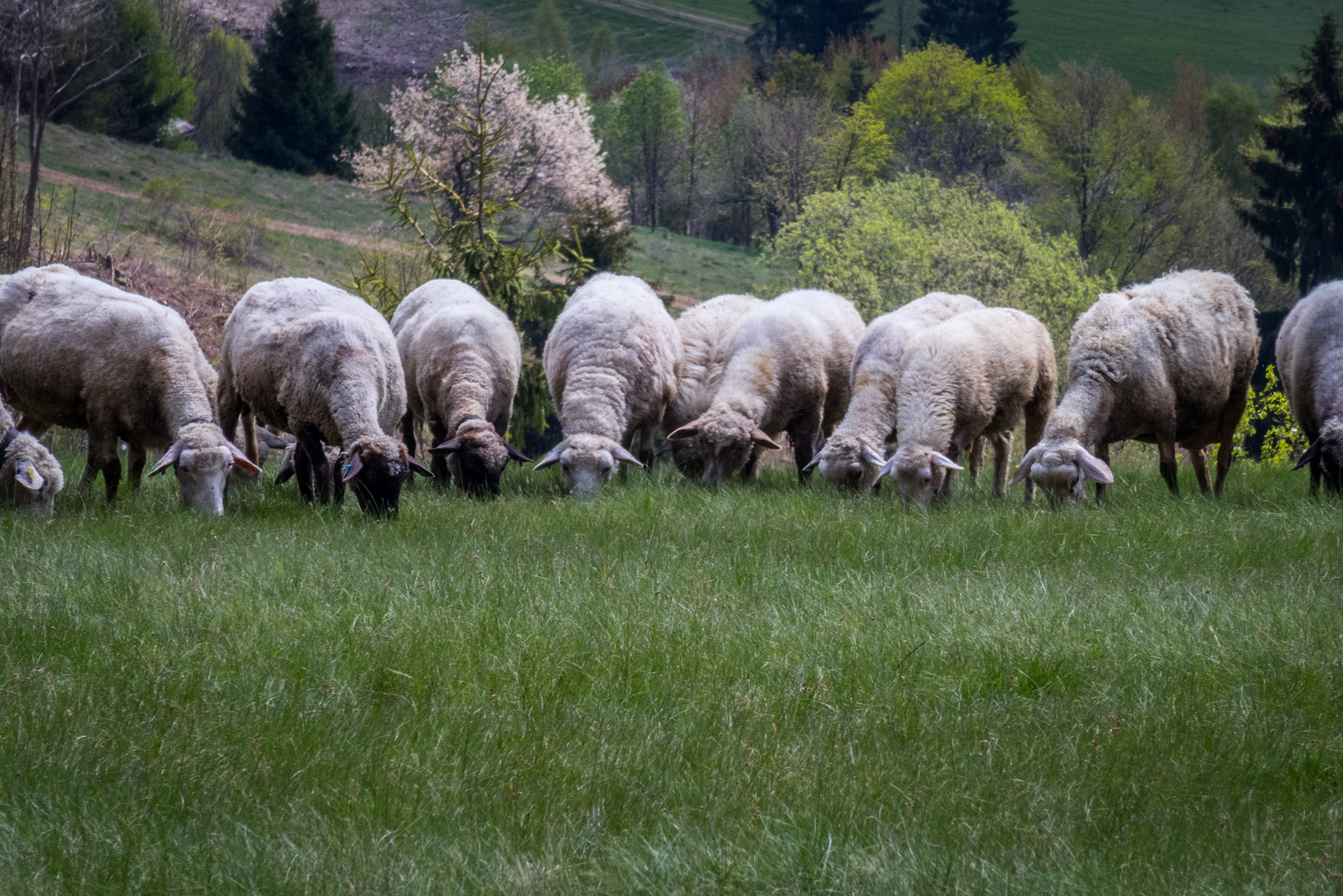 Hrebeňovka Slovenského Rudohoria (1. deň) (Veporské vrchy)