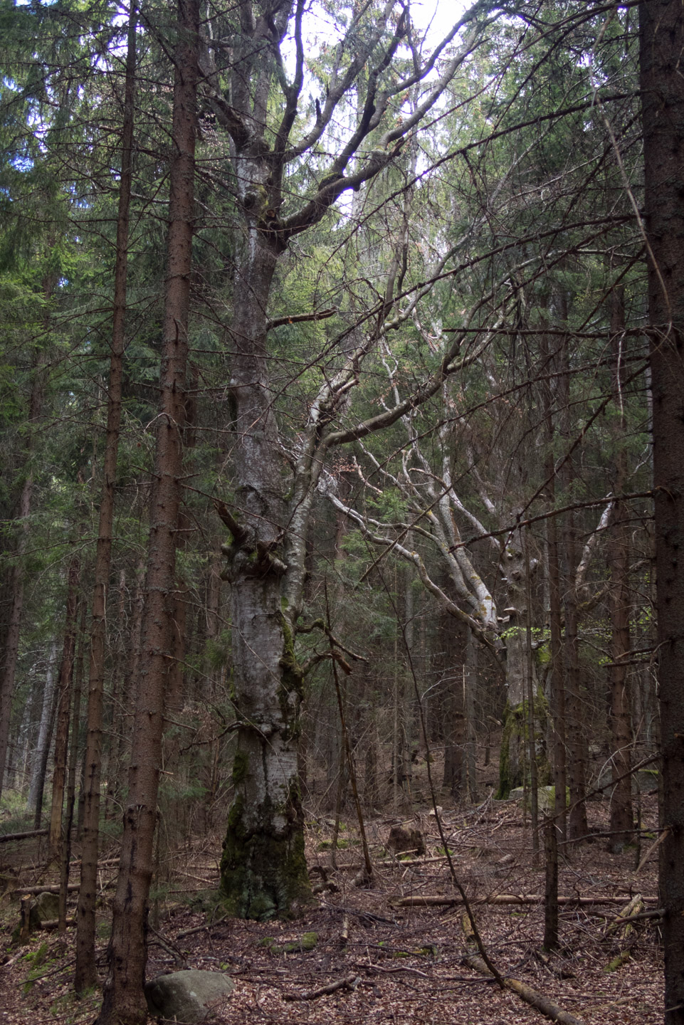 Hrebeňovka Slovenského Rudohoria (1. deň) (Veporské vrchy)