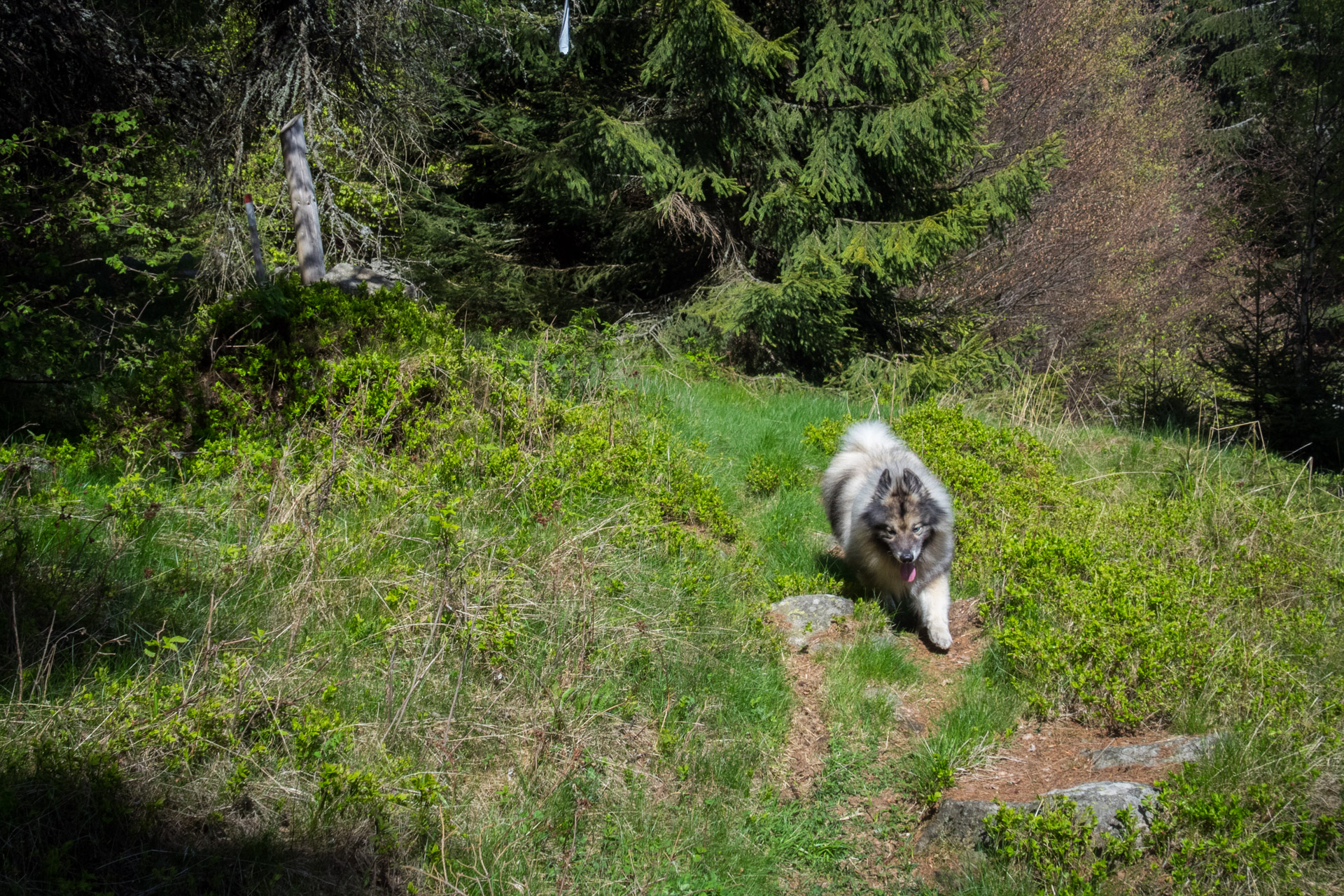 Hrebeňovka Slovenského Rudohoria (1. deň) (Veporské vrchy)