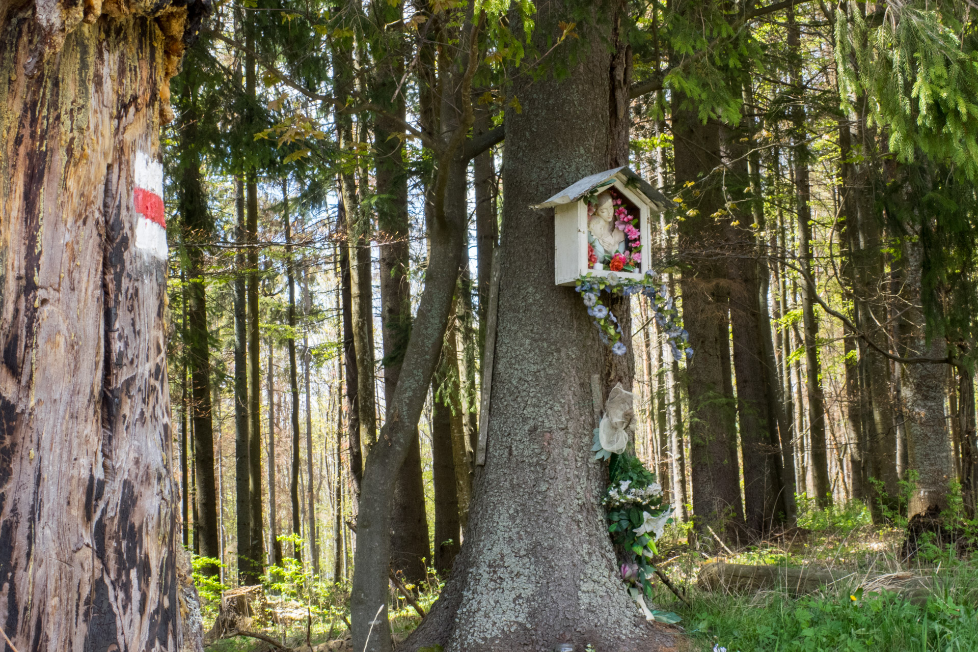 Hrebeňovka Slovenského Rudohoria (2. deň) (Veporské vrchy)