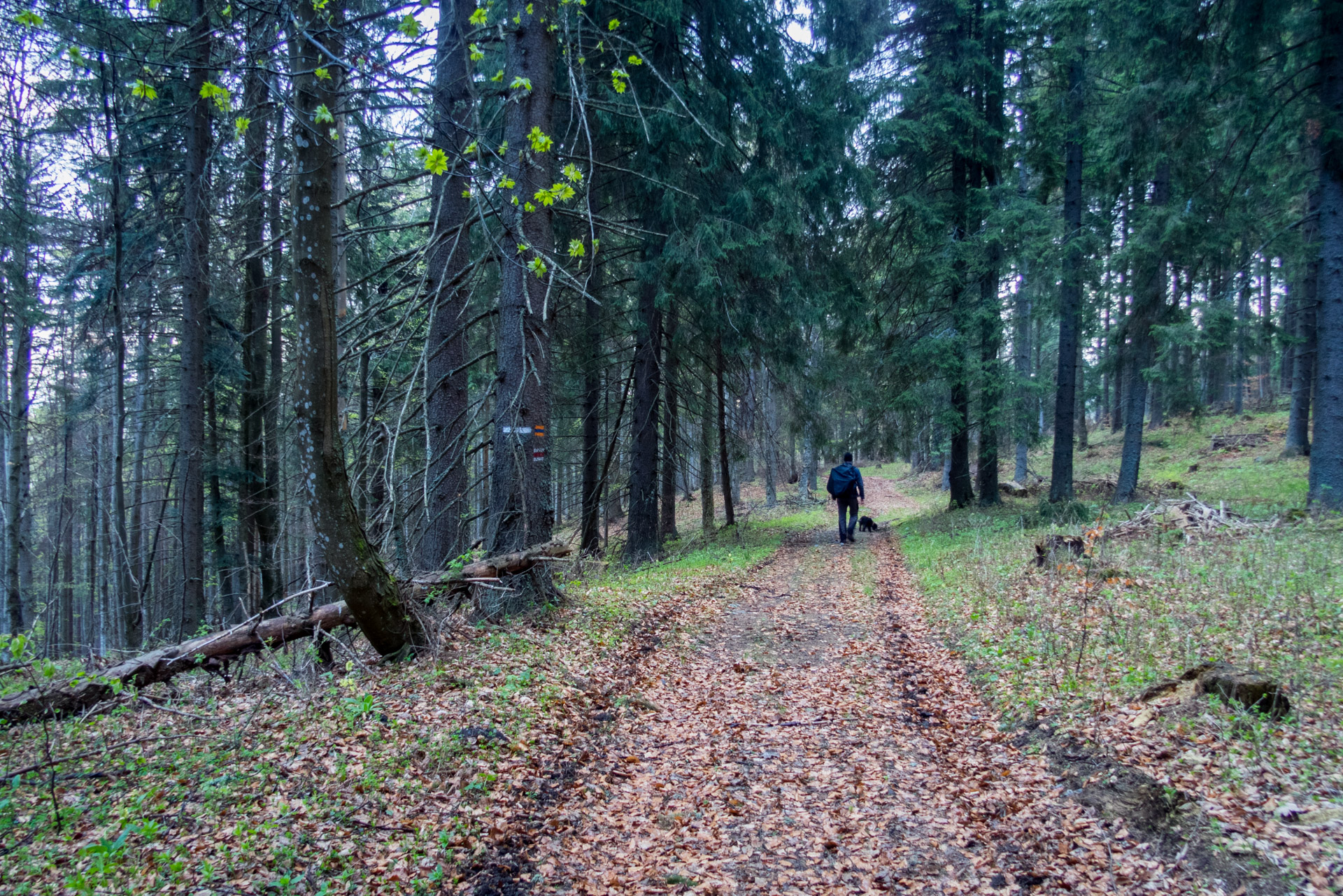 Hrebeňovka Slovenského Rudohoria (2. deň) (Veporské vrchy)