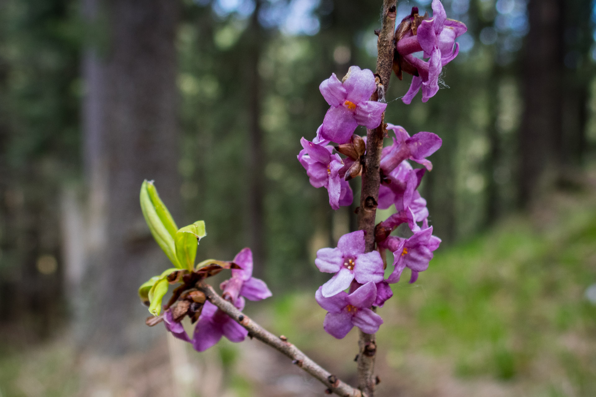 Hrebeňovka Slovenského Rudohoria (3. deň) (Muránska planina)