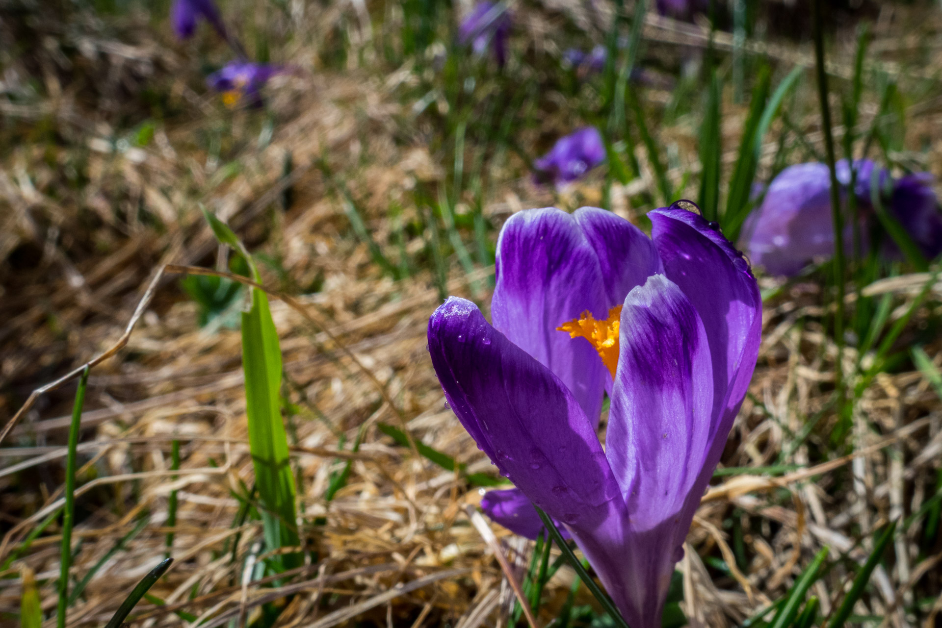 Hrebeňovka Slovenského Rudohoria (3. deň) (Muránska planina)