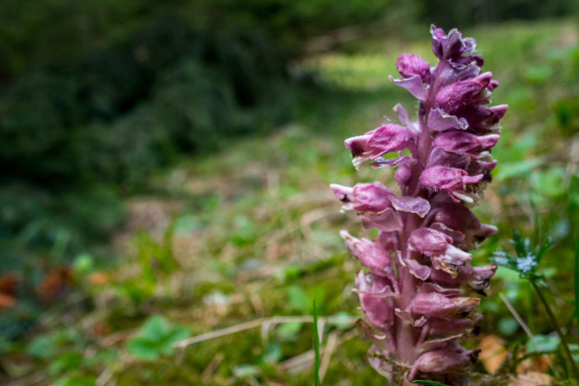 Hrebeňovka Slovenského Rudohoria (3. deň) (Muránska planina)