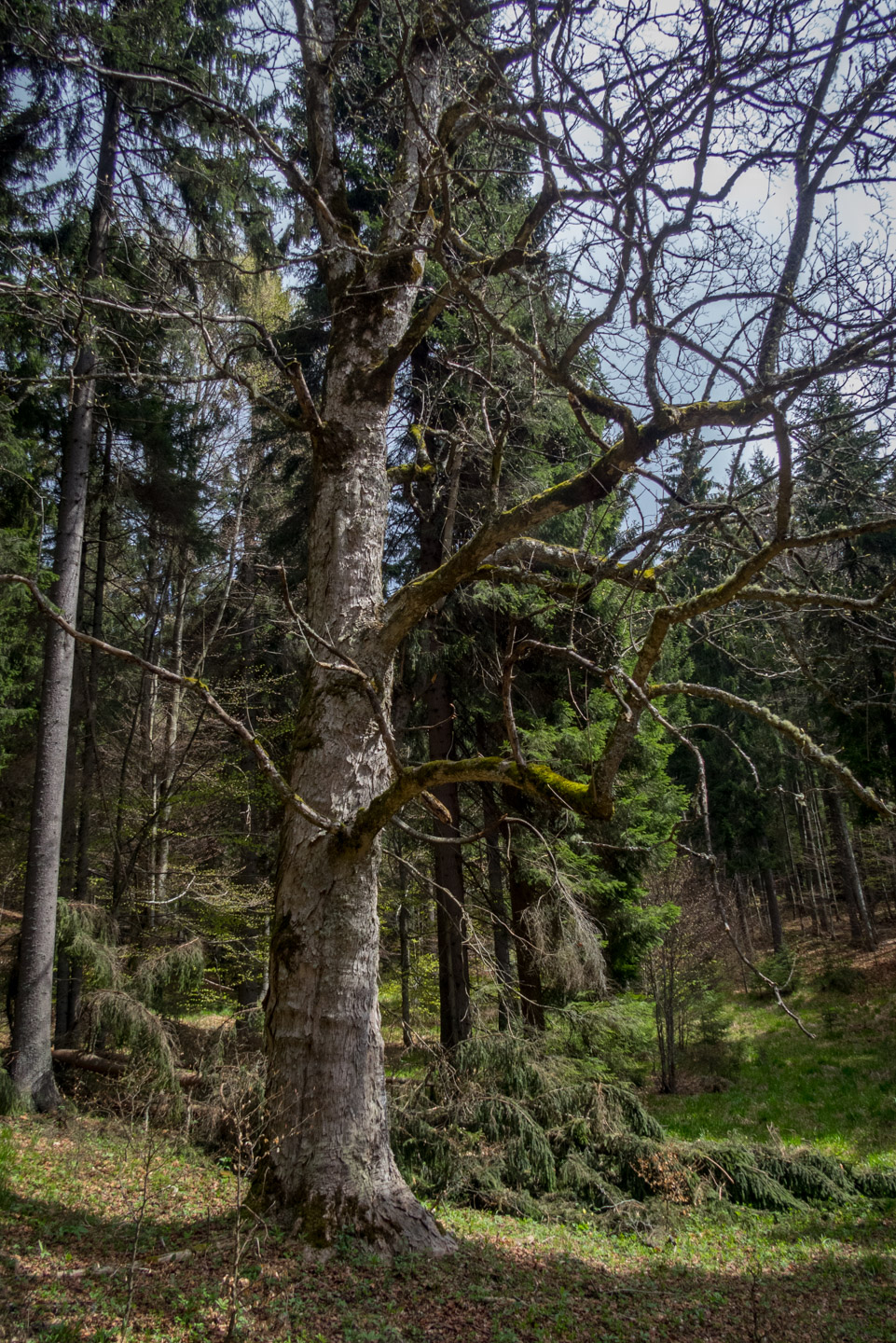 Hrebeňovka Slovenského Rudohoria (3. deň) (Muránska planina)