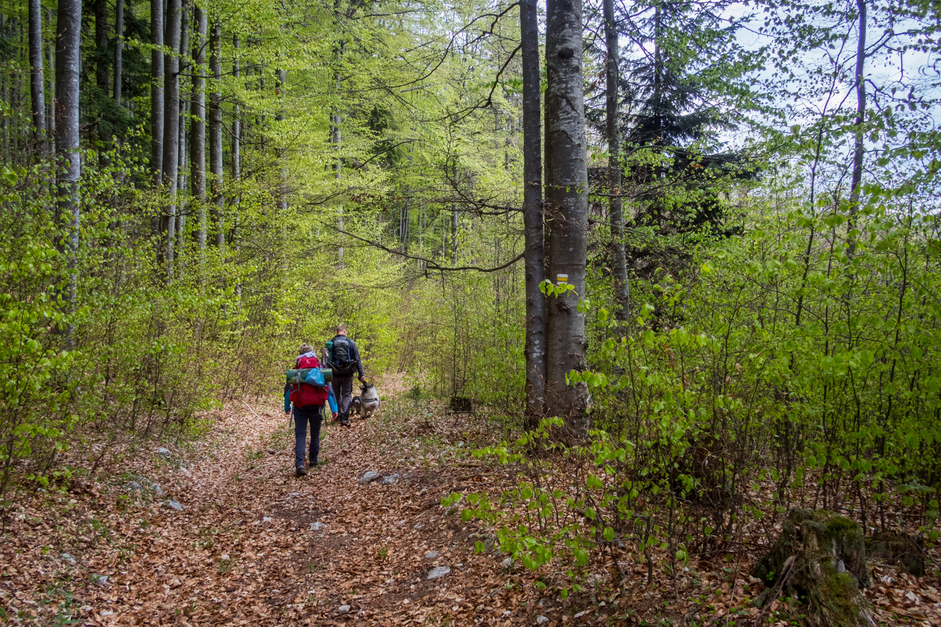 Hrebeňovka Slovenského Rudohoria (3. deň) (Muránska planina)