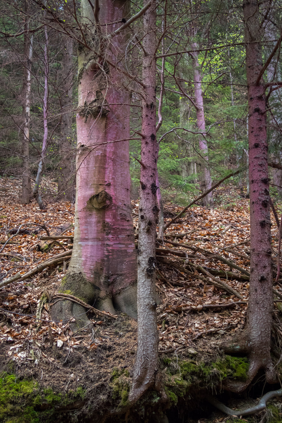 Hrebeňovka Slovenského Rudohoria (3. deň) (Muránska planina)