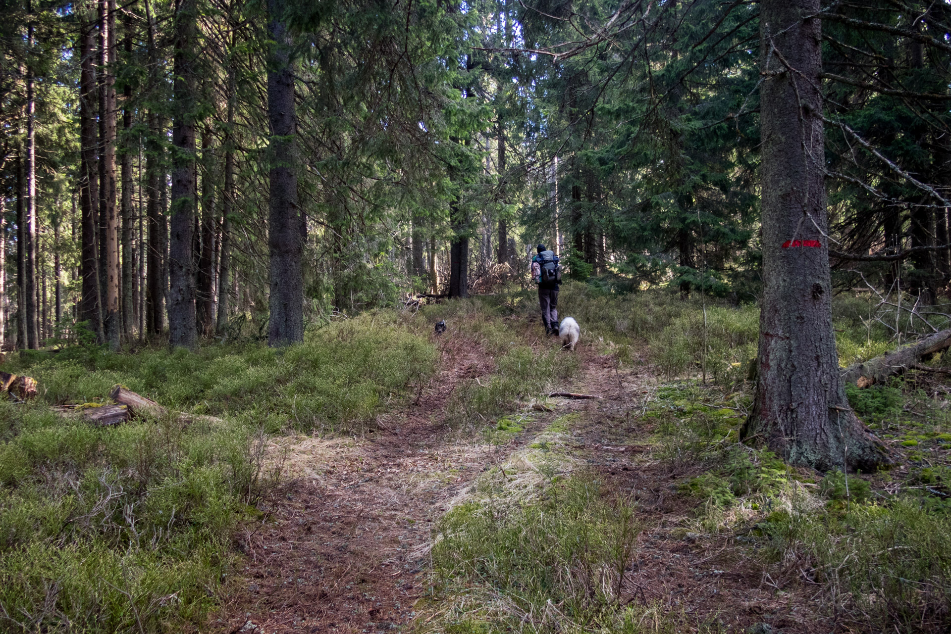 Hrebeňovka Slovenského Rudohoria (4. deň) (Slovenský raj)