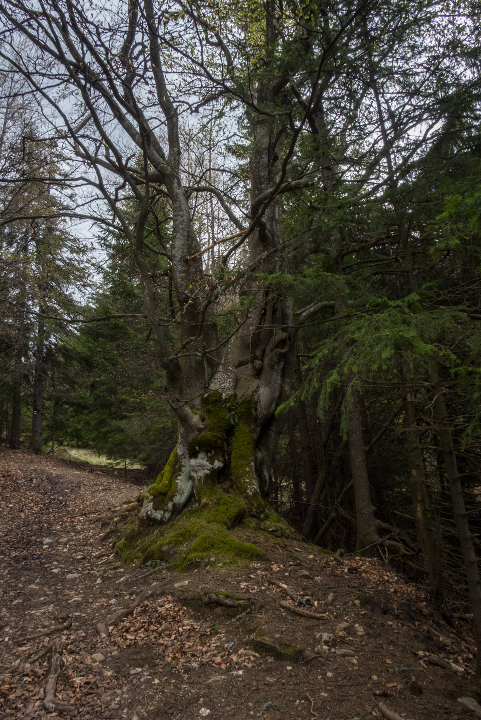 Hrebeňovka Slovenského Rudohoria (4. deň) (Slovenský raj)