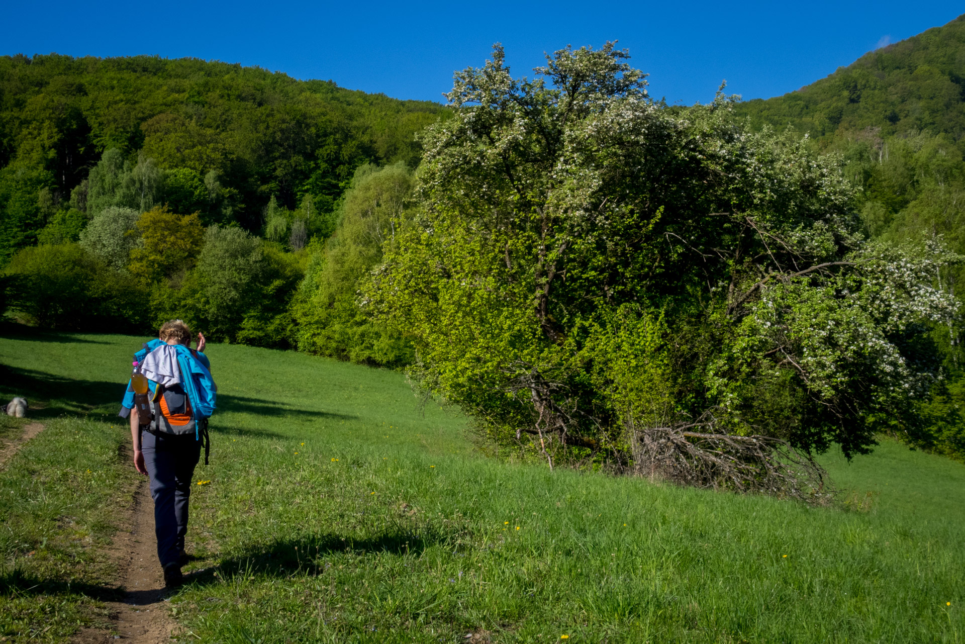 Jelení vrch z Medzeva (Slovenský kras)