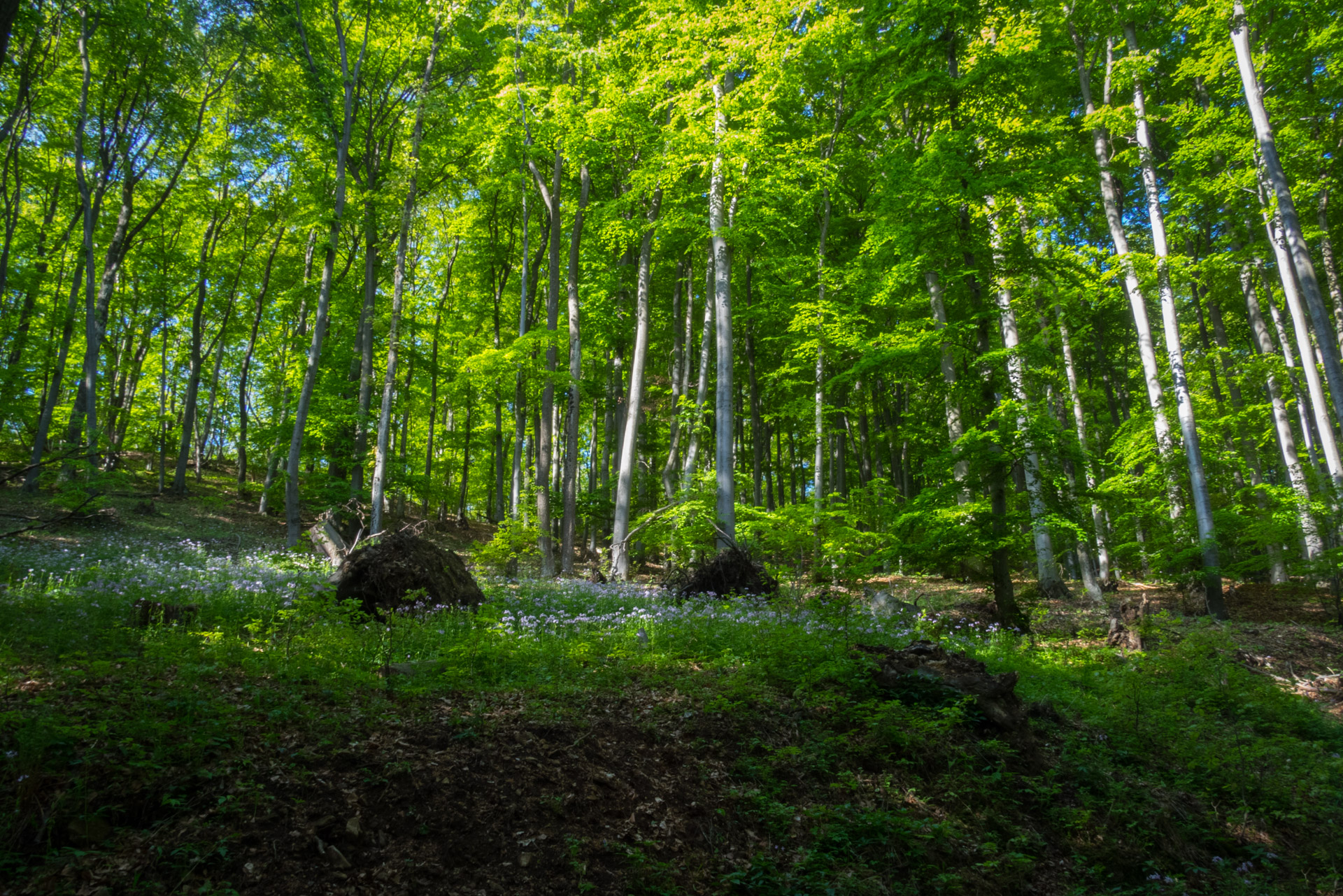 Jelení vrch z Medzeva (Slovenský kras)